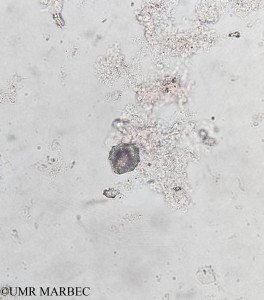 phyto/Brazilian_Amazon_coast/Amazomix_station_7/AMAZOMIX September 2021/Triadinium polyedricum (Am_St7_surf_r4_Goniodoma_20240819_144906)(copy)_thumb.jpg